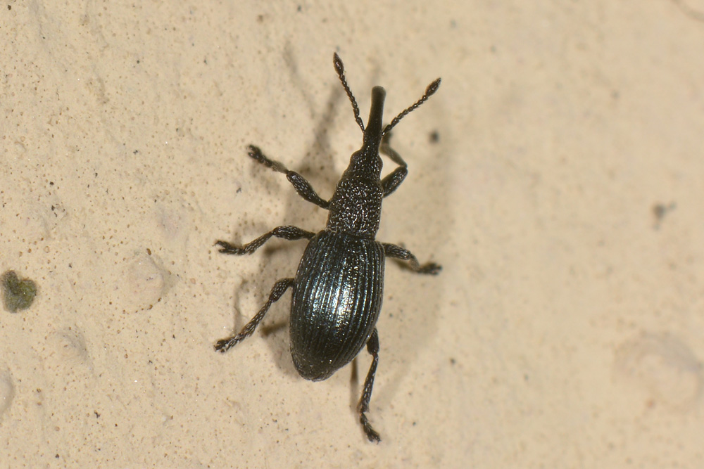 Apionidae: Ceratapion onopordi?  S !